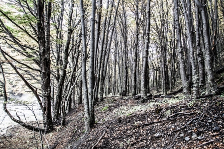 The National Park Torres del Paine, Patagonia, Chile ( HDR image )の写真素材