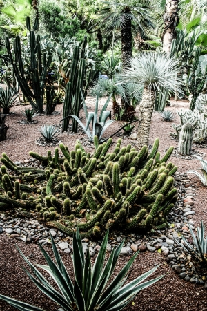 Garden Majorelle in Marrakesh, Morocco, Africaの写真素材