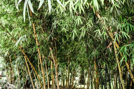 beautiful green bamboo forest の写真素材