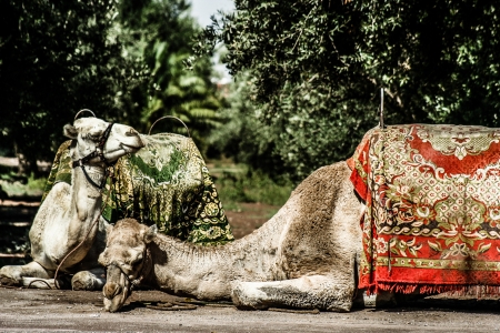 Morocco Camel sittin in parkの写真素材