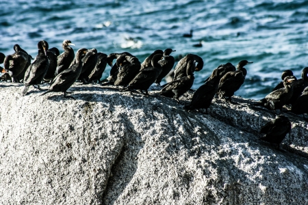 Crashing waves on rocks with Cormorants and Gulls at Cape of Good Hope, South Africa の写真素材