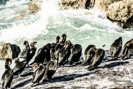 African pinguins at Bolders Beach in South Africa の写真素材