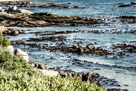 Boulders Beach, Cape Town South Africa 