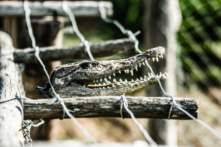 Closeup of an adult male caimanの写真素材
