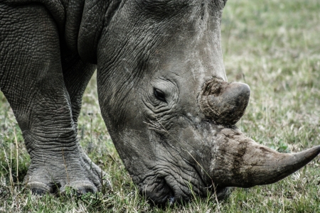 Black Rhinoceros walking on salty plains of Etosha の写真素材