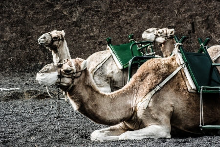 camels at Timanfaya national park wait for tourists for a guided tourの写真素材
