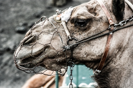 camels at Timanfaya national park wait for tourists for a guided tourの写真素材