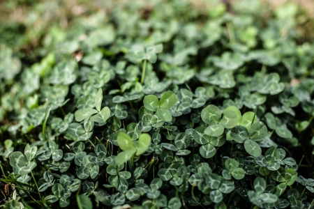 Clover background の写真素材