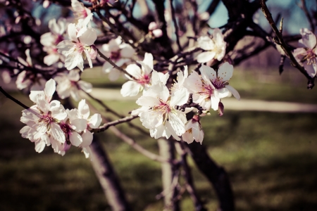 Flowers of the cherry blossoms on a spring day の写真素材