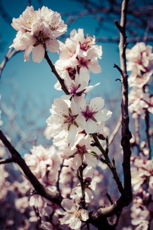 Flowers of the cherry blossoms on a spring day の写真素材