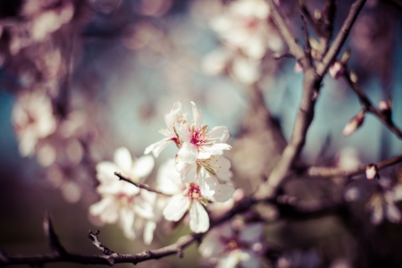 Flowers of the cherry blossoms on a spring day の写真素材