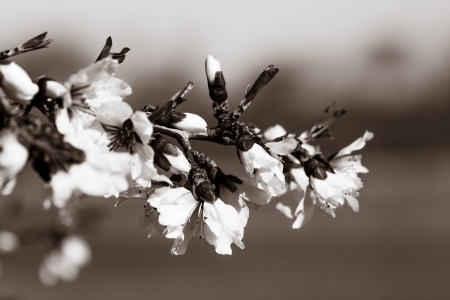 Flowers of the cherry blossoms on a spring day の写真素材