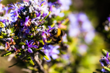 Bumble-bee sitting on the flower