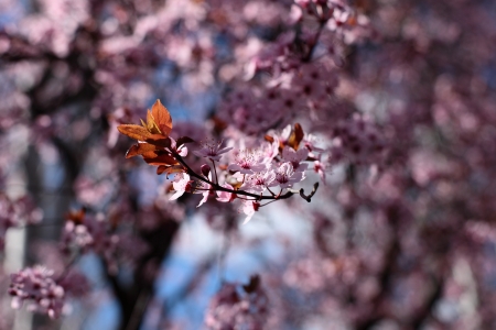 Pink cherry flowers blooming in springtime.の写真素材