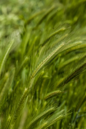 Organic green wheat close up の写真素材