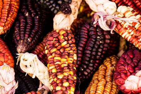 A Close up or Cheerful and Colorful dried Indian Cornの写真素材
