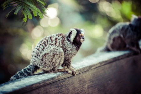 Black and white Marmoset monkey on a branchの写真素材