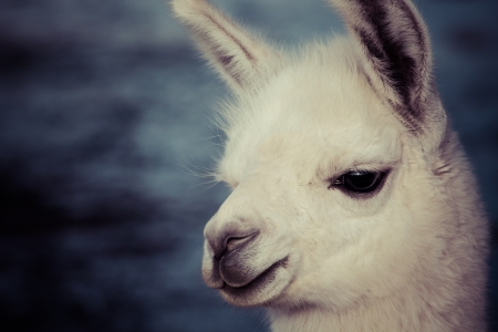 Lama on the Laguna Colorada, Bolivia の写真素材