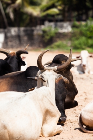 Cows relaxing in the beach Goa in Indiaの写真素材
