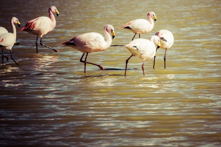 Flamingos on lake in Andes, the southern part of Bolivia の写真素材
