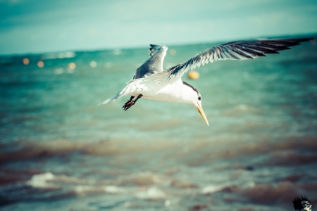 Sea bird seagull. nature closeupの写真素材