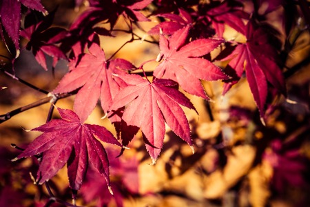 red leaves in autumn の写真素材