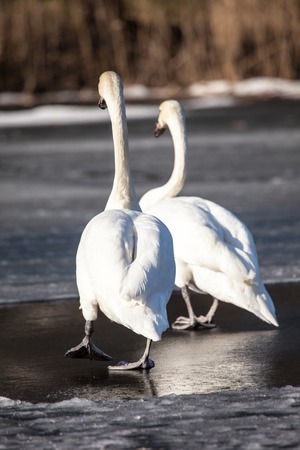 Mute Swan walking in the natural winter environment.の写真素材