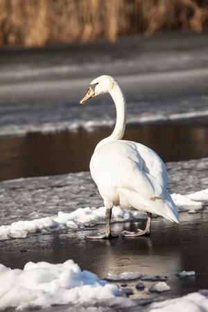 Mute Swan walking in the natural winter environment.の写真素材