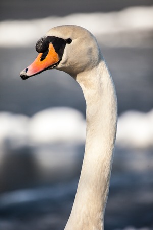 Mute Swan walking in the natural winter environment.の写真素材