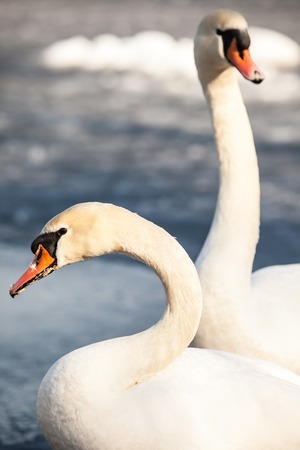Mute Swan walking in the natural winter environment.の写真素材