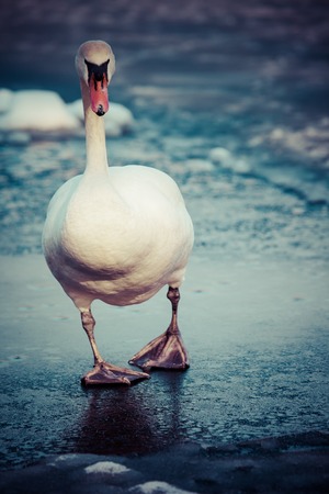 Mute Swan walking in the natural winter environment.の写真素材
