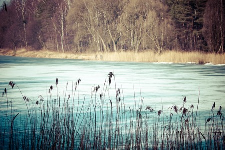 close-up of dry grass in the frost and shadow on snowの写真素材