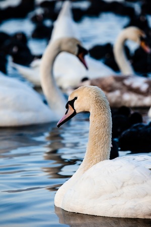 White swans on a lake, around many coots.の写真素材