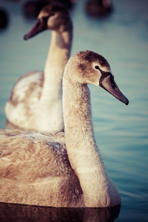 Portrait of a young swan (Cygnus olor), Poland,Pogoria lake. Winter time. の写真素材
