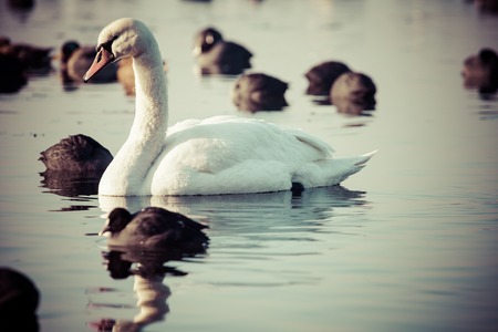 White swans on a lake, around many coots.の写真素材