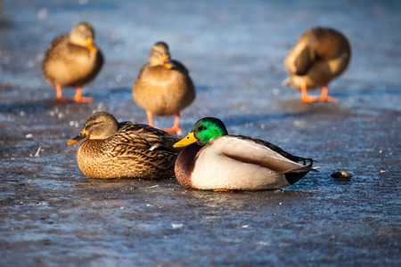 Wild  Mallard ducks sitting in ice lake.