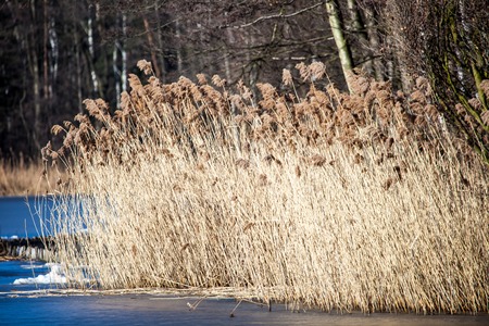 Dry grass in winter time, Poland.の写真素材