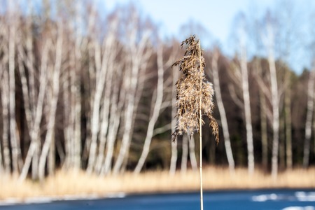 Winter time landscape lake and birch trees, Poland の写真素材
