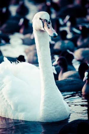 Swan floating on the water at winter time.の写真素材