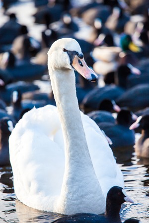 Swan floating on the water at winter time.の写真素材