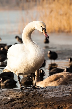 Swan floating on the water at winter time.の写真素材