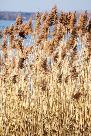 Common Reed (Phragmites) in the Pogoria III lake, Poland.の写真素材