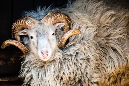 Dalls Sheep Big Horns の写真素材