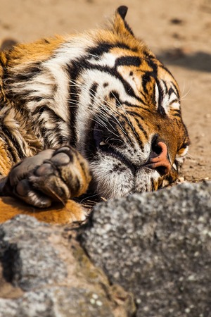 Tiger Close Up Portrait