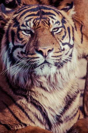 Tiger Close Up Portrait