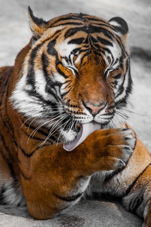 Tiger Close Up Portrait