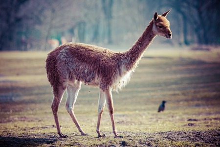 Vicunas in the peruvian Andes at Arequipa Peru の写真素材