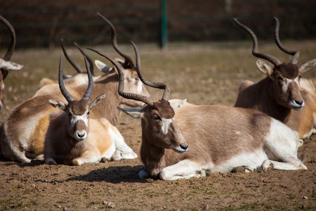 Group of impala antelope sitting in dry grass.の写真素材