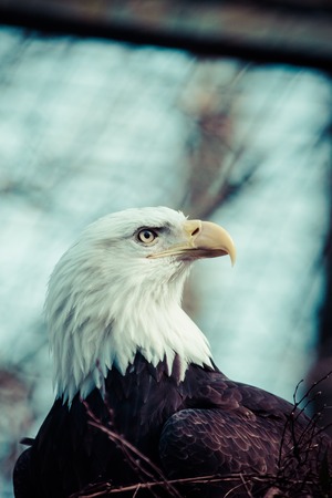 Portrait of a bald eagleの写真素材