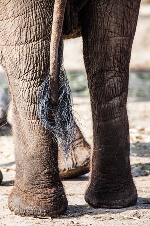 African Elephants with their trunks の写真素材